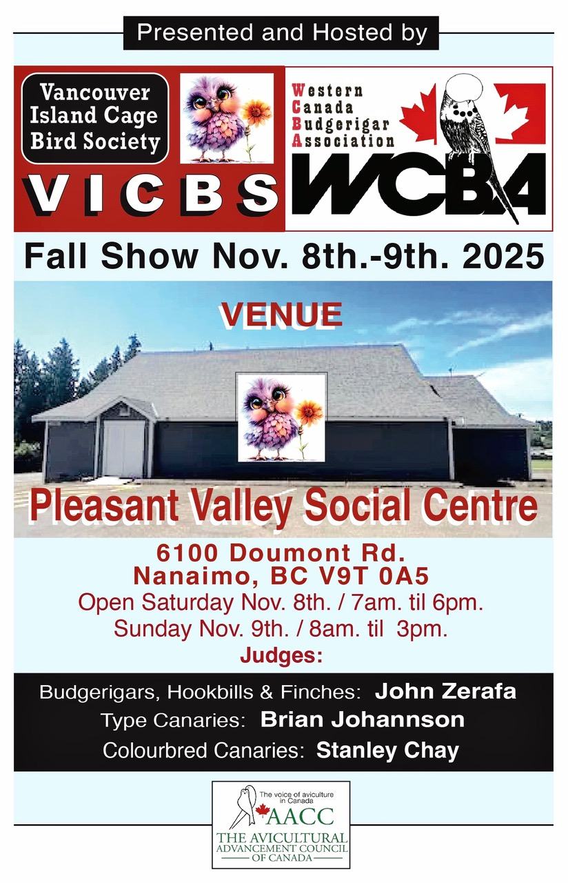 2025 vicbs wcba